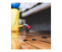 Budget-Friendly Pest Control Managing Costs Without Sacrificing Quality