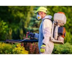 Buzz Boss: Your Top Choice for Pest Control Services Near Me