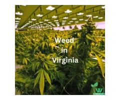 The Future of Weed: Delivery Services in Virginia