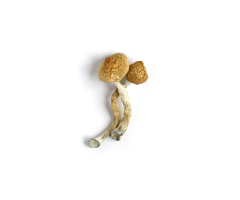 Experience Microdose Benefits with Golden Teachers Mushrooms