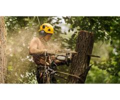 Top Tree Care and Tree Doctor Near You | Green Drop Lawns