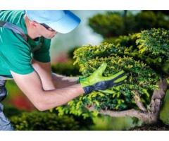 Green Drop Lawns Your Trusted Tree Care Services