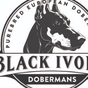 Black Ivory Dobermans